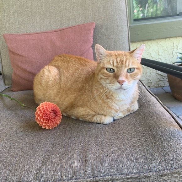 Meet your Posher, Sarah - Picture 1 of 1